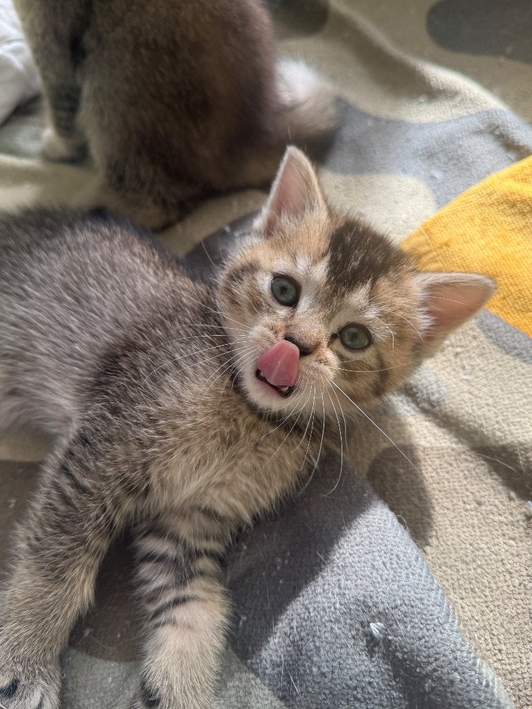 Britse korthaar kittens, Kater, Ontwormd, 0 tot 2 jaar