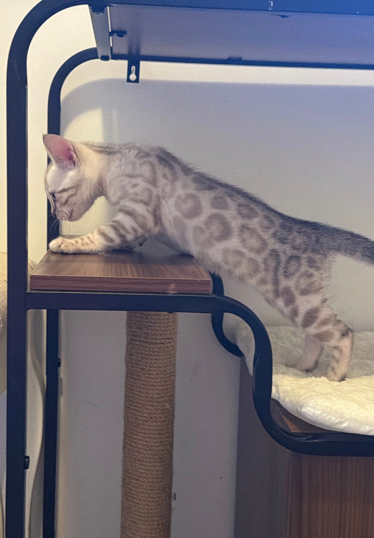 Bengaal Seal lynx katertje met stamboom, Dieren en Toebehoren, Katten en Kittens | Raskatten | Korthaar, Kater, Met stamboom, 0 tot 2 jaar