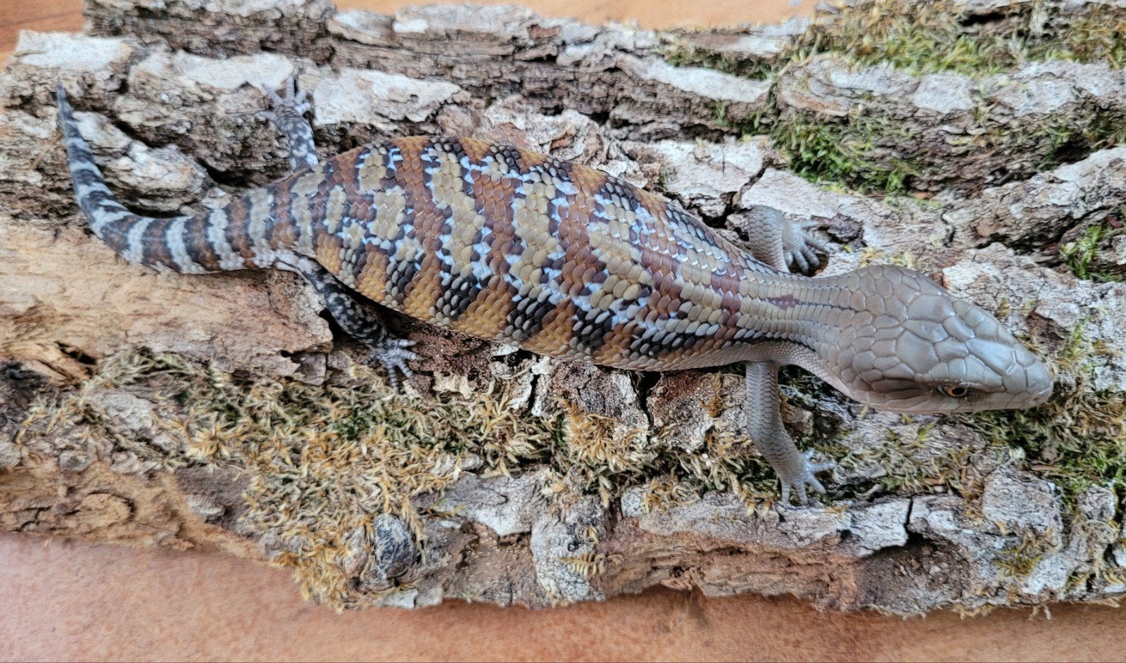 Australische Blauwtongskinken - nog 7 beschikbaar! Blue Tongue Skink - unknown for sale from RVS