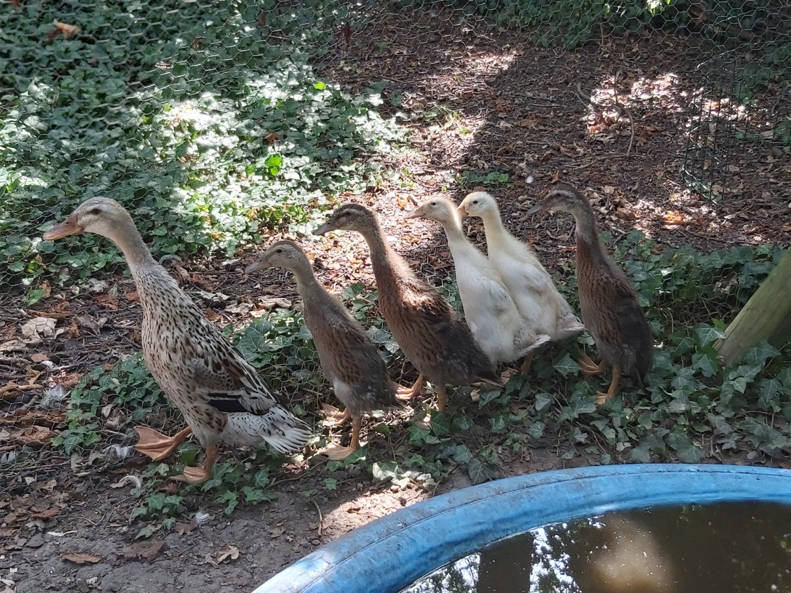 Indische loopeendenkuikens, Geslacht onbekend, Eend