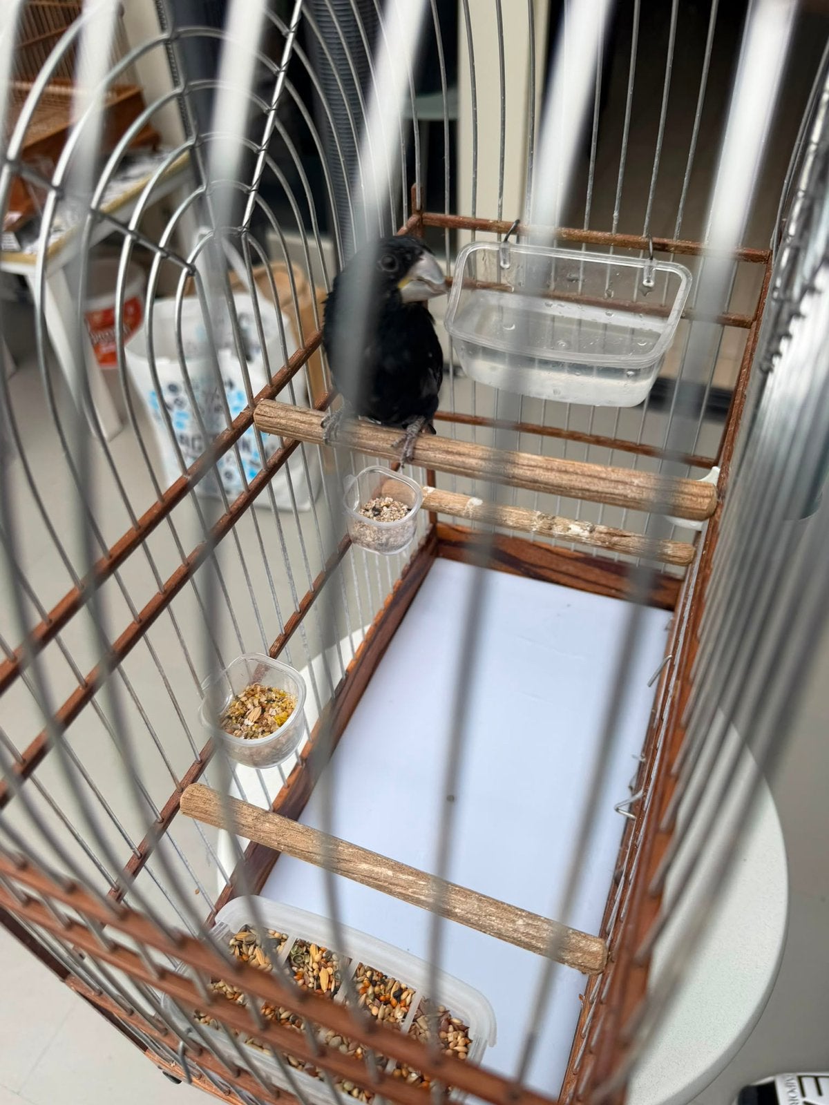 Mooi Twatwa te koop geringd 2024, Dieren en Toebehoren, Vogels | Overige Vogels
