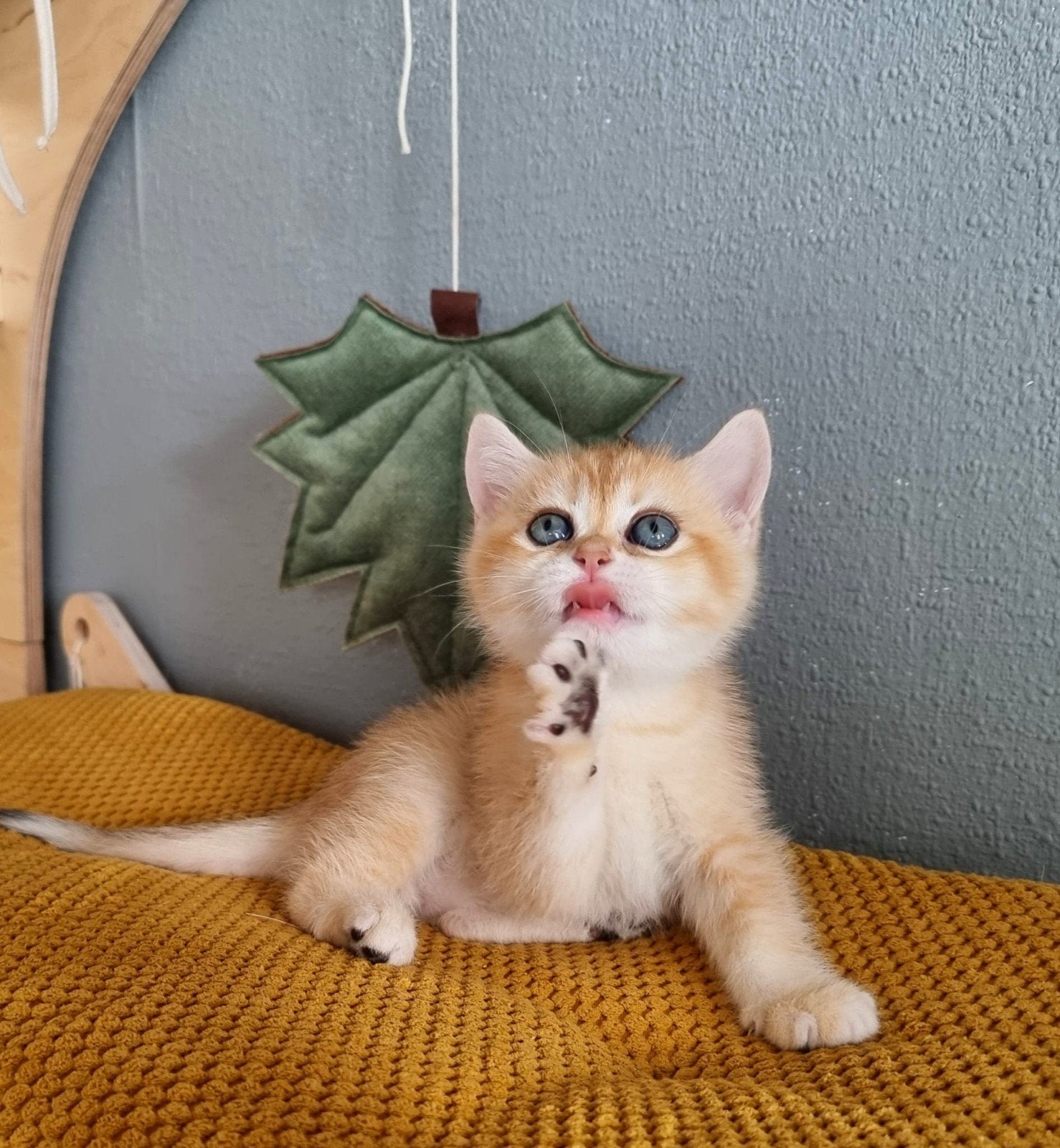 Brits/Britse korthaar kittens jongen en meisje met stamboom, Meerdere dieren, Met stamboom