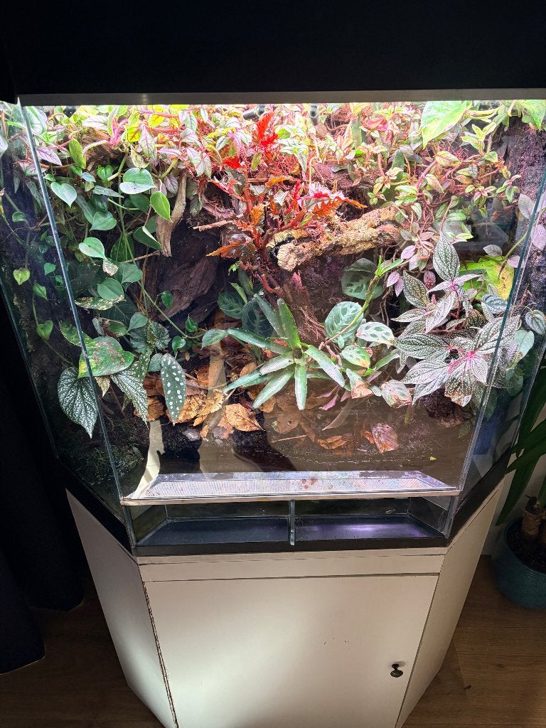 Dutch Rana Paludarium met onderkast 80x50x80, Ophalen, Zo goed als nieuw, Terrarium of Paludarium