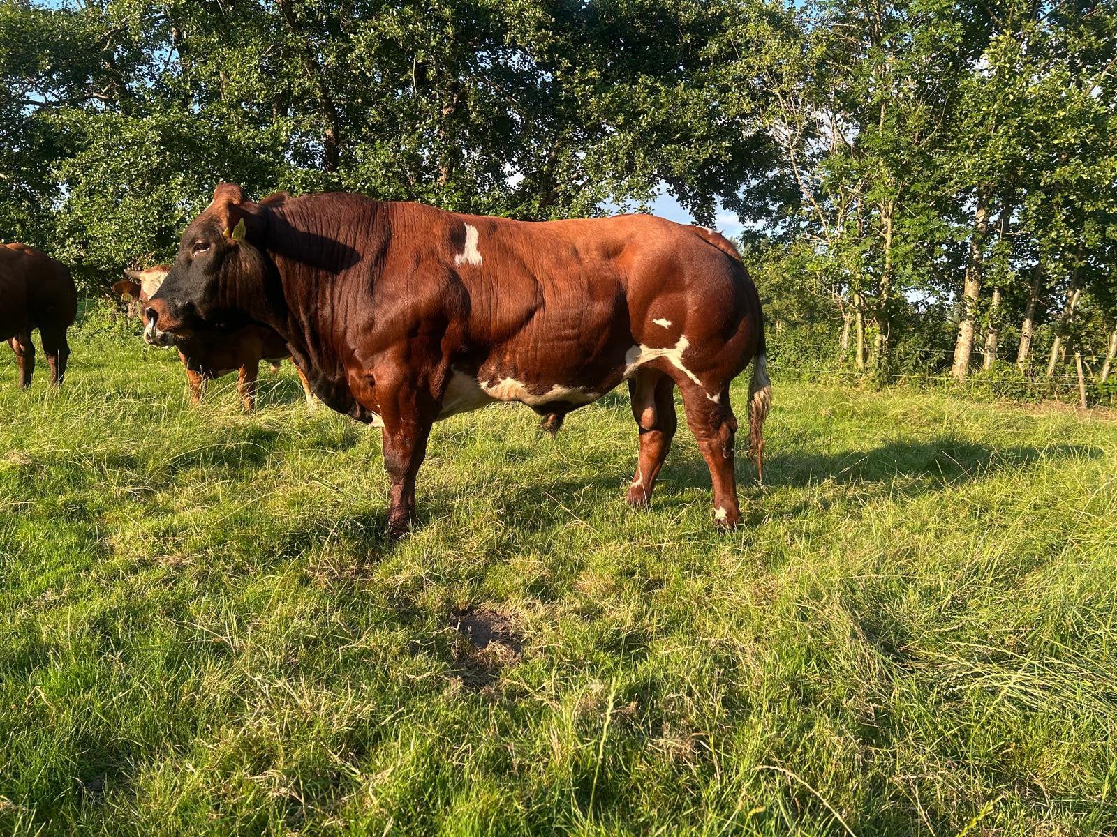 Beste vrb stamboek dikbil stier, Dieren en Toebehoren, Runderen, Mannelijk, 0 tot 2 jaar