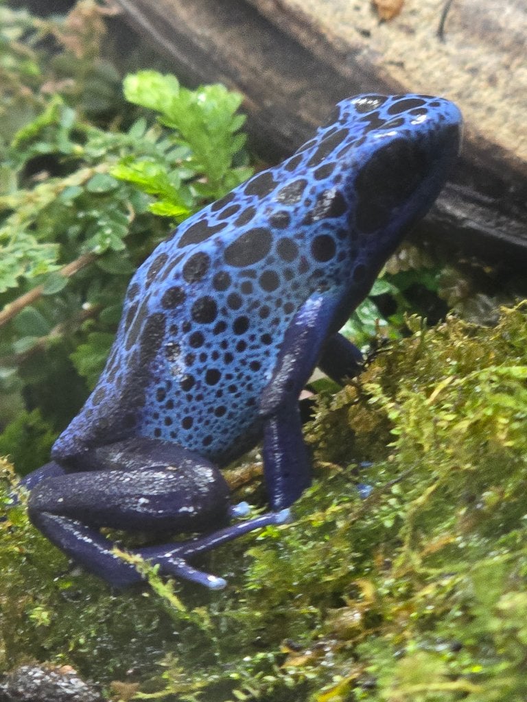 2x Dendrobates tinctorius azureus, blauwe gifkikkers, Amfibie, 0 tot 2 jaar