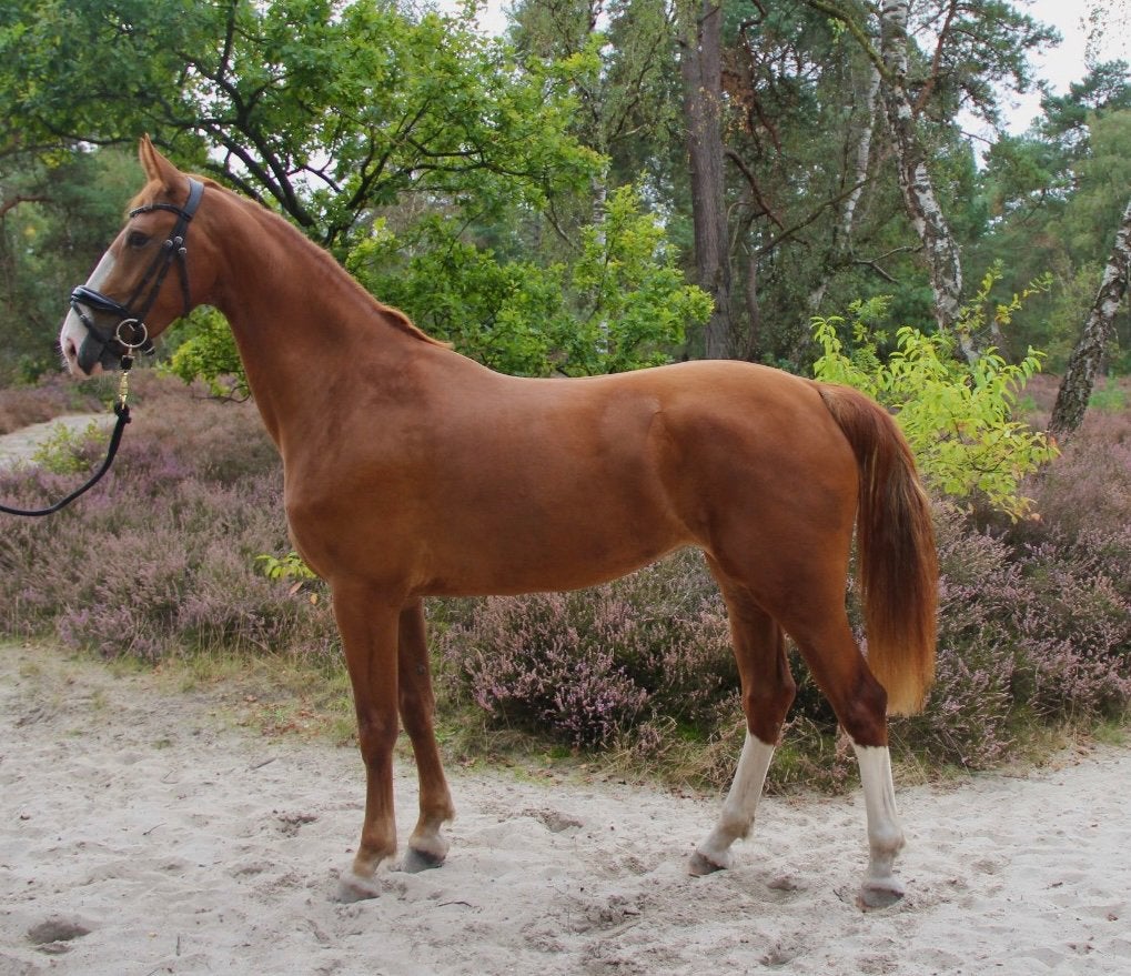 Prachtige gelderse vosmerrie – Danser x Zorro, Dieren en Toebehoren, Merrie, Met stamboom, Dressuurpaard, Zadelmak