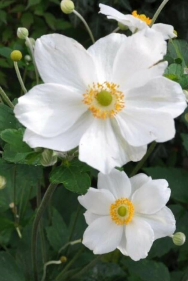 Anemone x hybr honorine jobert P9, Ophalen of Verzenden, Vaste plant, Overige soorten, Halfschaduw