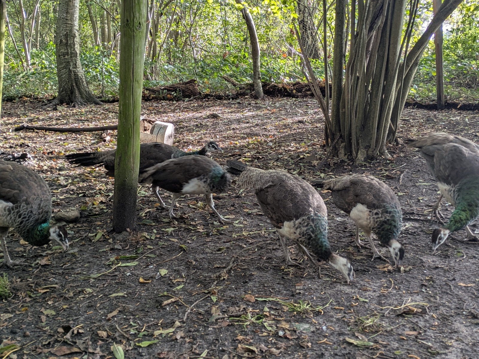 Jonge pauwen te koop (nog 2), Dieren en Toebehoren, Vrouwelijk, Overige soorten
