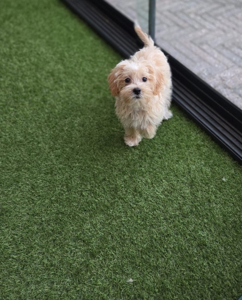 Mooie speelse Boomer pups, Parvo, Maltezer, Nederland, 8 tot 15 weken