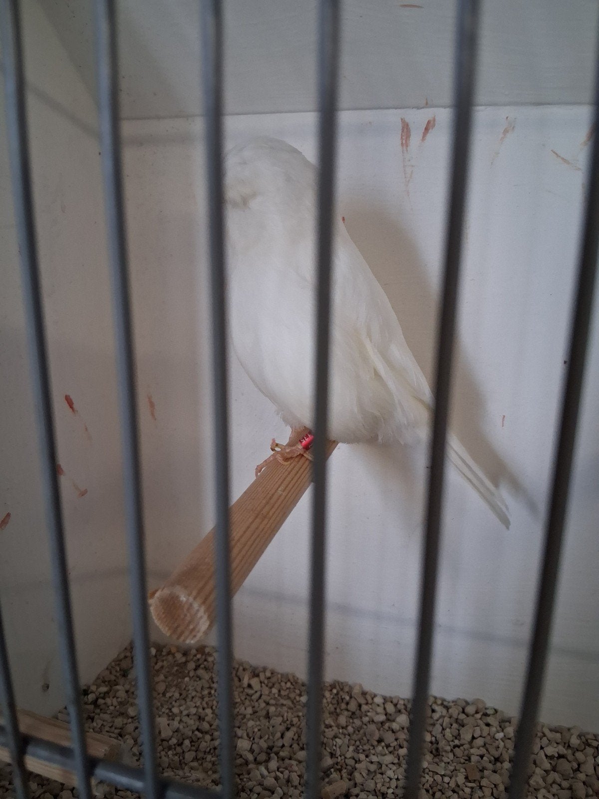 witte gloster kanarie man, Dieren en Toebehoren, Vogels | Kanaries, Mannelijk, Kleurkanarie