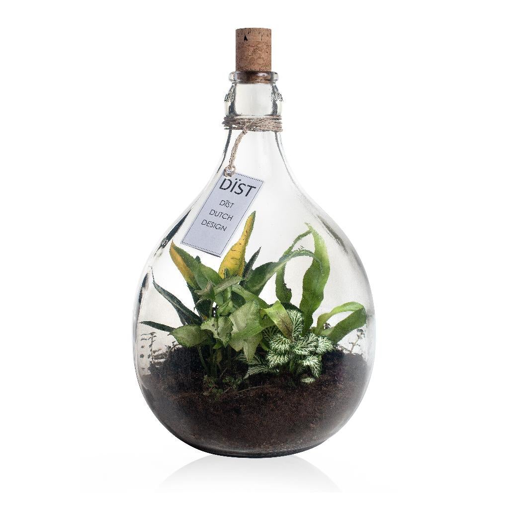 Eco flessen voor Moederdag(bijvoorbeeld), Ophalen, Overige soorten, Halfschaduw, In pot