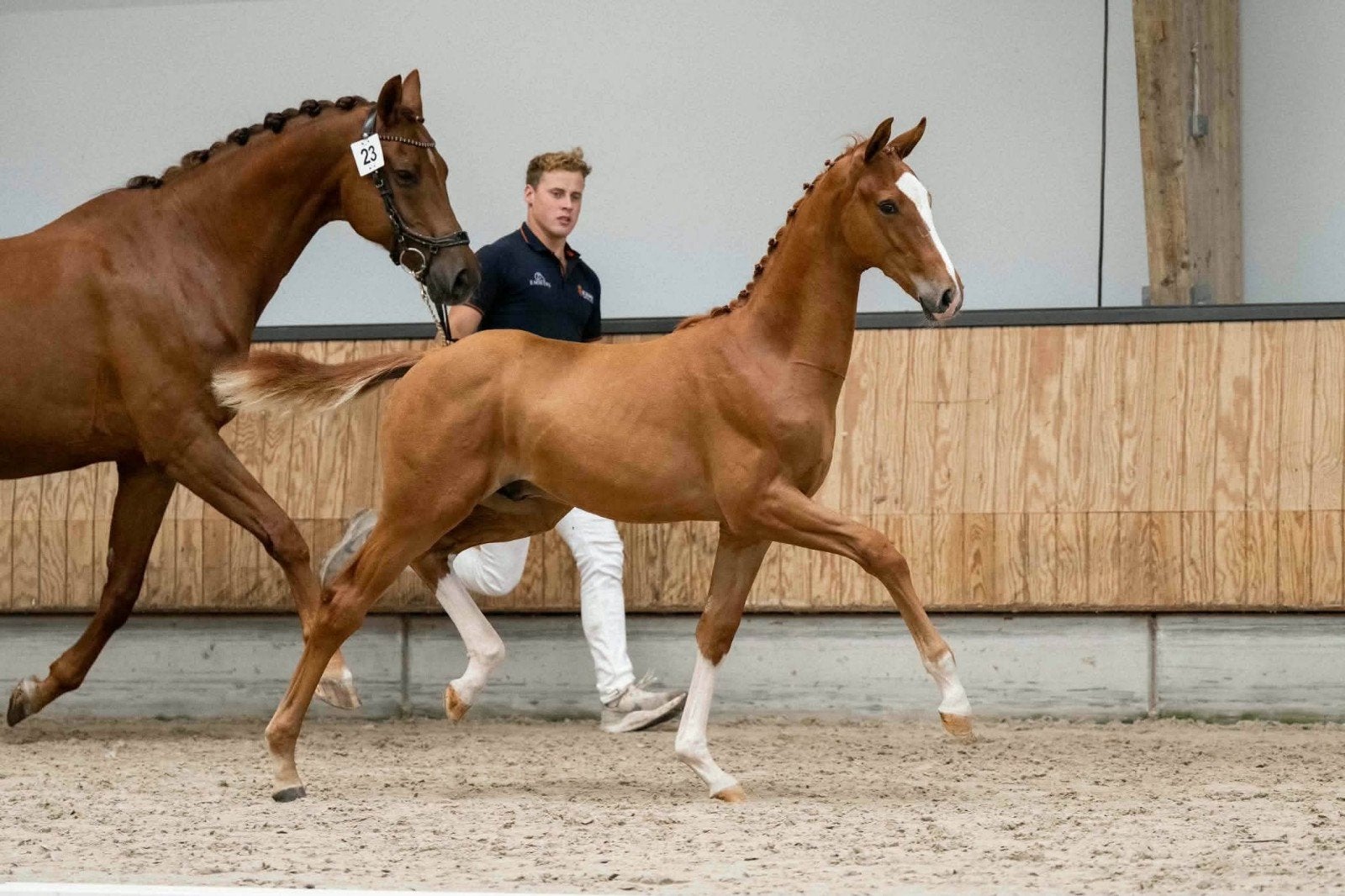 KWPN hengstveulen, Dieren en Toebehoren, Hengst, Dressuurpaard, Met stamboom, 0 tot 2 jaar
