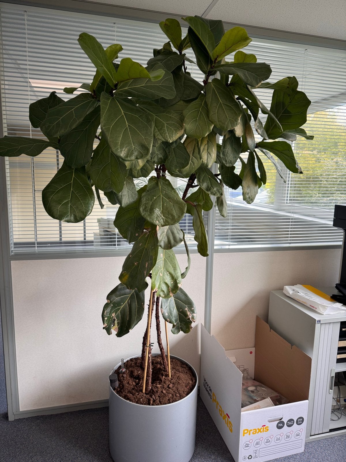 Diverse binnenplanten met plantenbak (kantoor), Ophalen, Ficus, Halfschaduw, In pot
