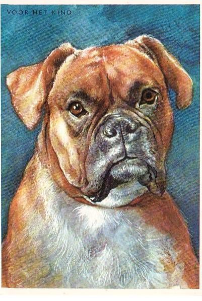 Ansichtkaart	Hond	Boxer, Verzenden, 1960 tot 1980, Gelopen, Hond of Kat