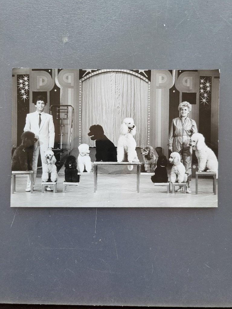 Circus/ ansichtkaarten/ foto`s van hondennummers., Ophalen of Verzenden, 1980 tot heden, Gelopen, Overige thema's