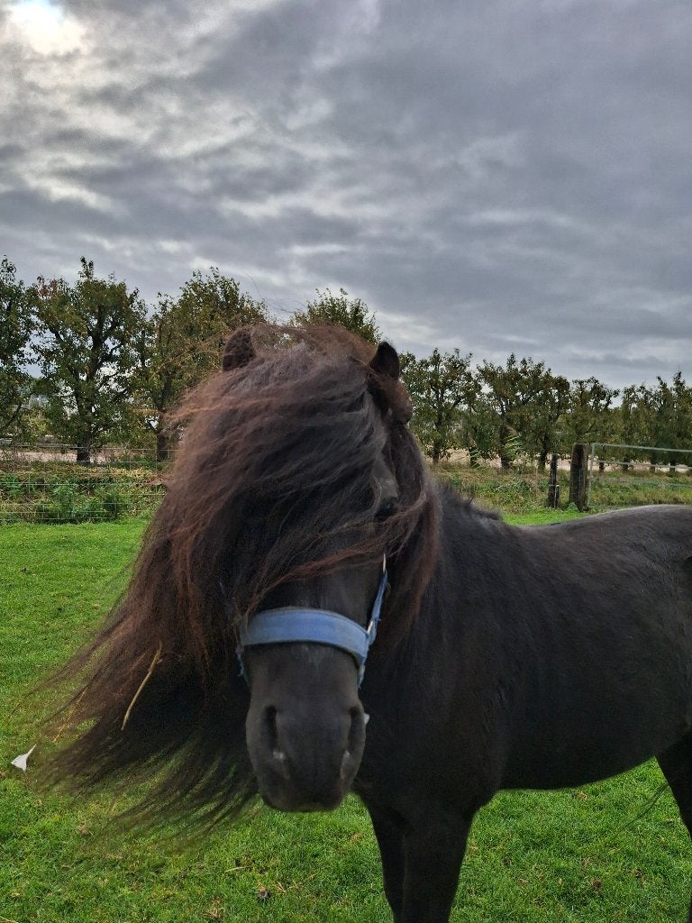 Mooie zwarte falabella hengst, Dieren en Toebehoren, Hengst, A pony (tot 1.17m), 11 jaar of ouder, Recreatiepony
