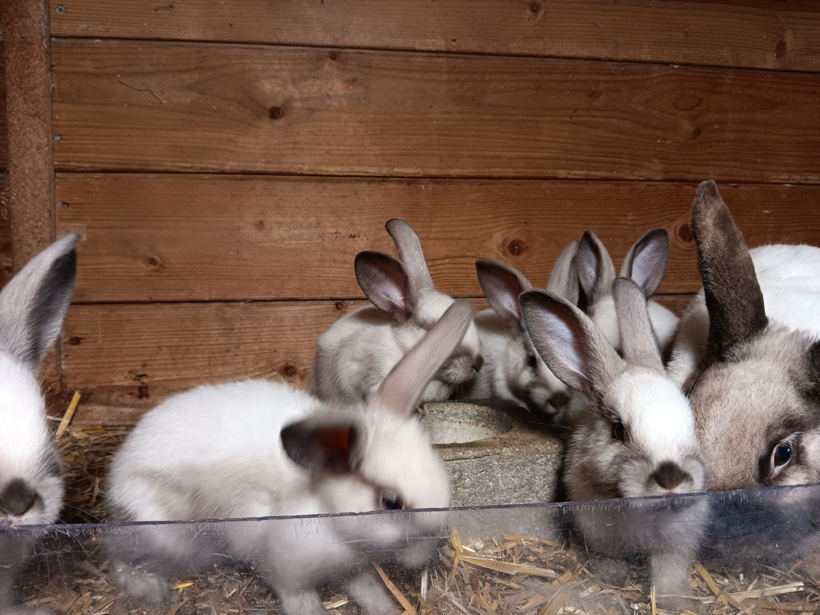 Raszuivere Salander konijnen te koop, Dieren en Toebehoren, Meerdere dieren, Middelgroot, 0 tot 2 jaar