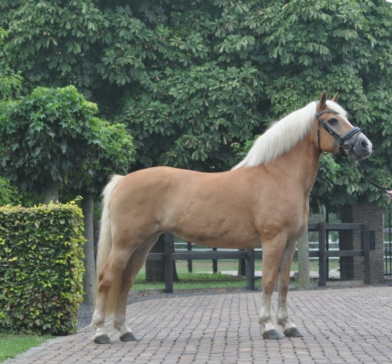 super brave en knappe haflinger merrie, Dieren en Toebehoren, Met stamboom, L, 11 jaar of ouder, Recreatiepony