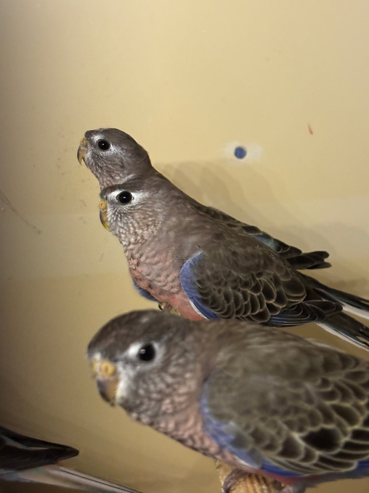 Wildkleur bourkes, Dieren en Toebehoren, Vogels | Parkieten en Papegaaien, Geslacht onbekend, Parkiet, Geringd