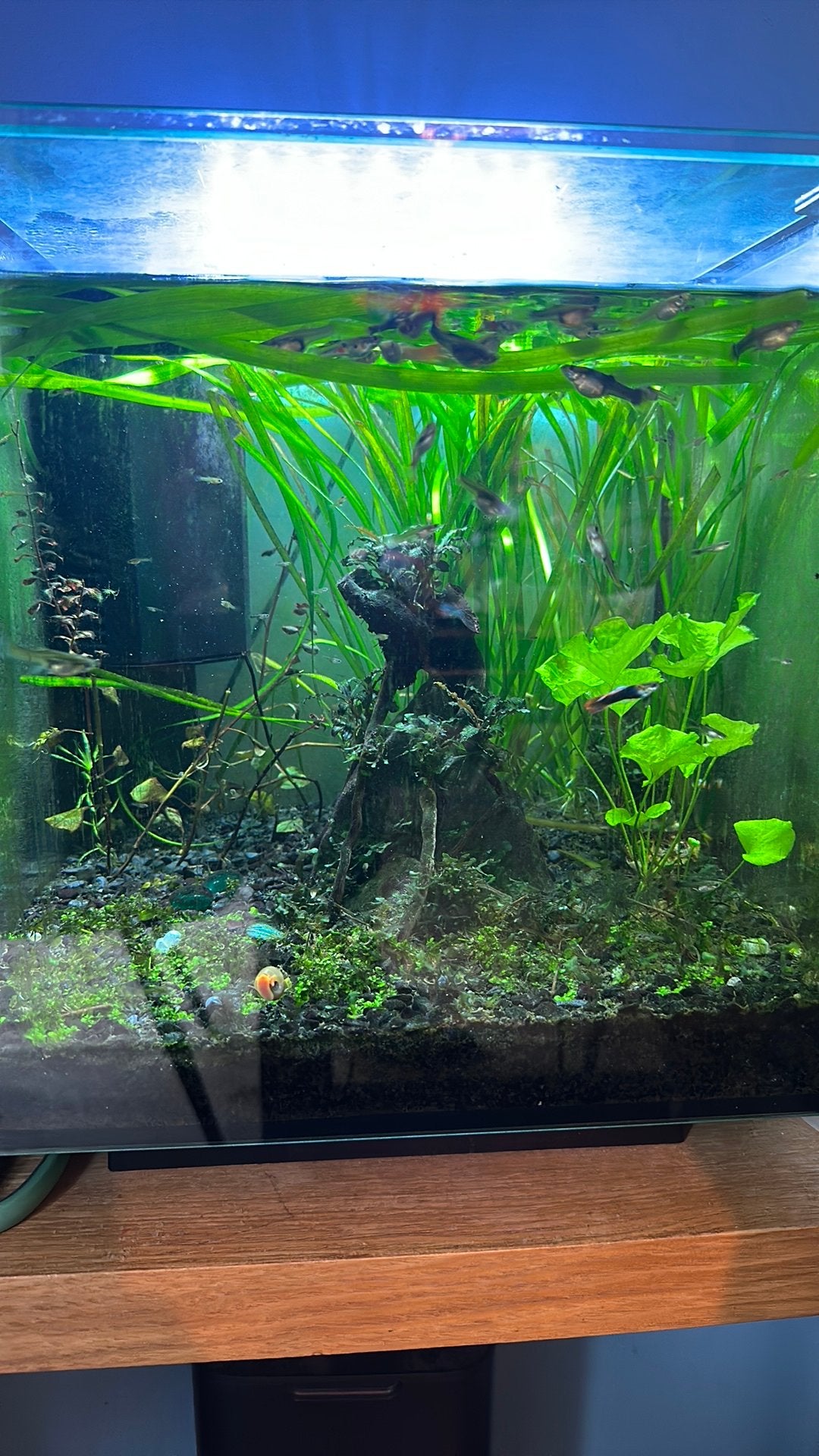 Gratis: Baby guppen, Ophalen, Zo goed als nieuw, Gevuld zoetwateraquarium