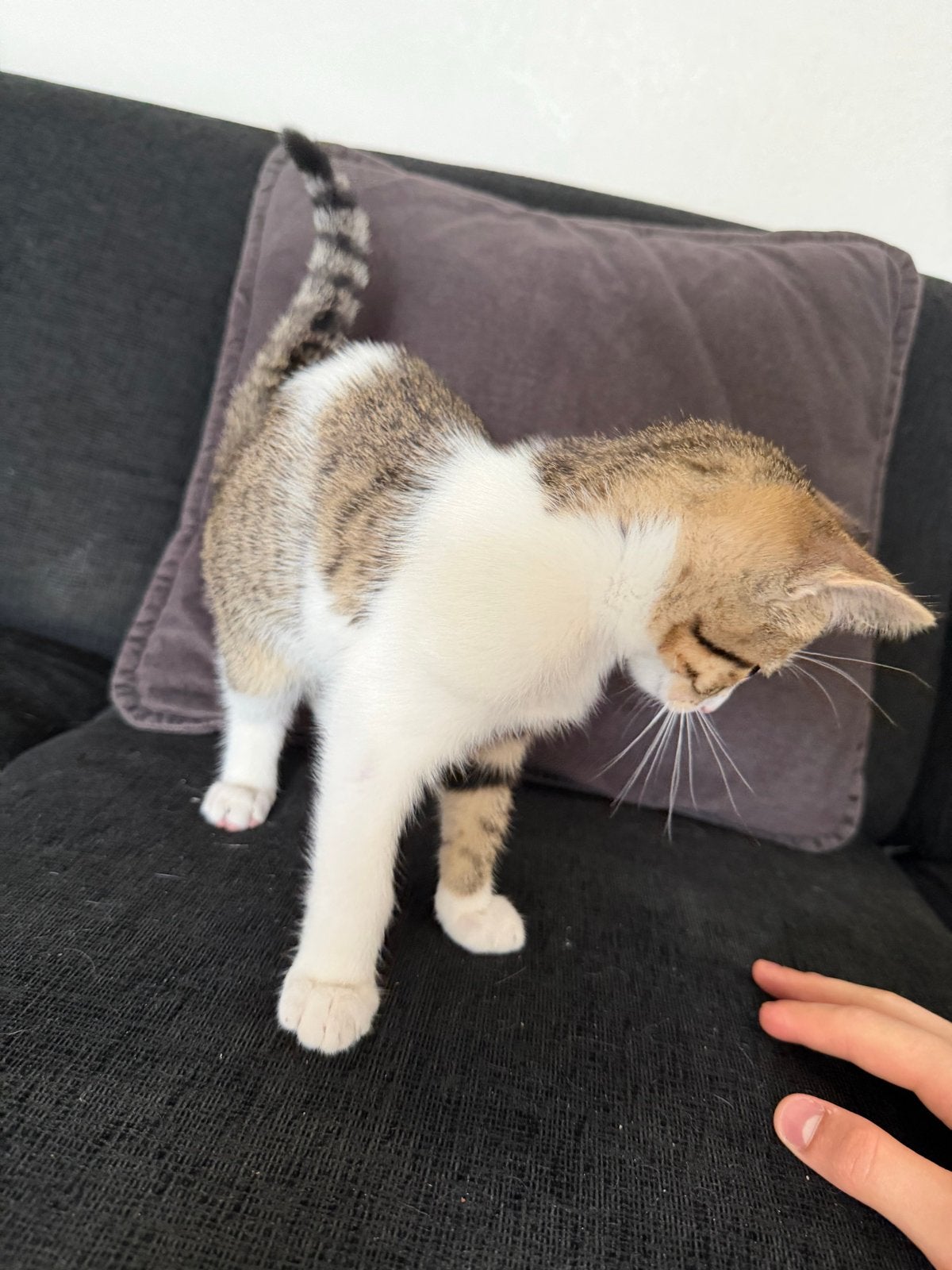 2mooi kat een man dn een vrouw, Kater