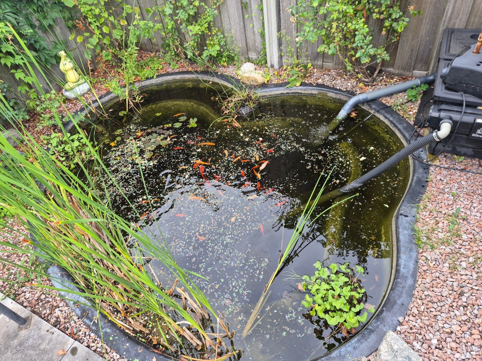 Complete vijver met vissen en filter, Tuin en Terras, Vijvers, Ophalen, Gebruikt