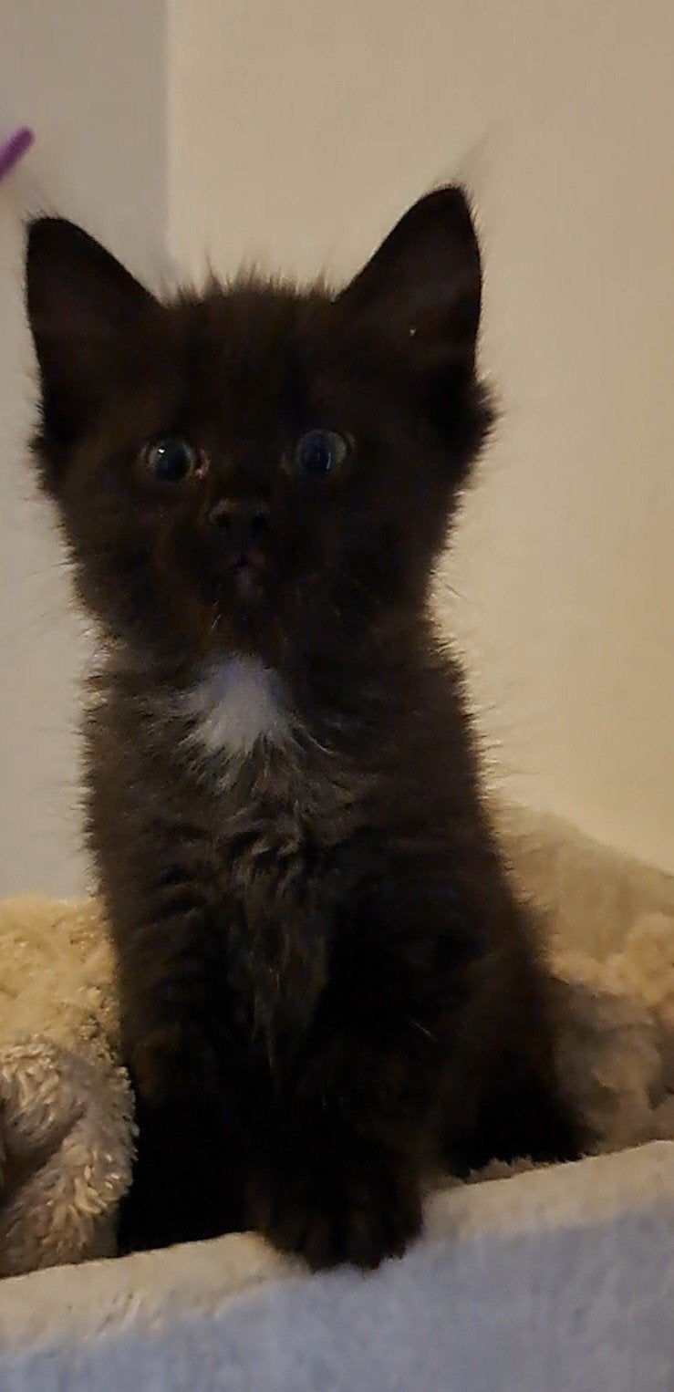 Prachtige langharige kitten, Meerdere dieren, Gechipt