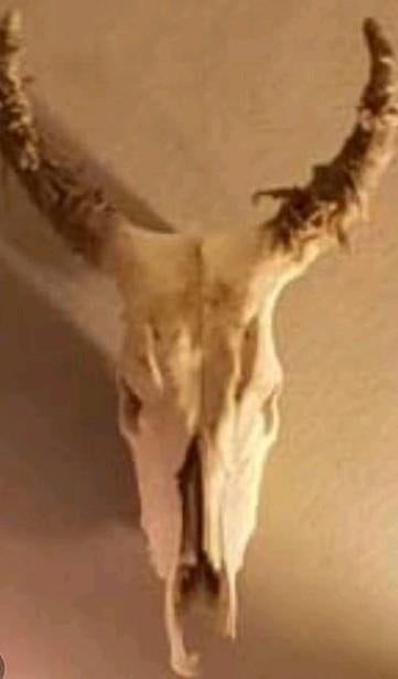 Runderen watusi of nguni rund schedel uit Kenia, Ophalen of Verzenden, Schedel