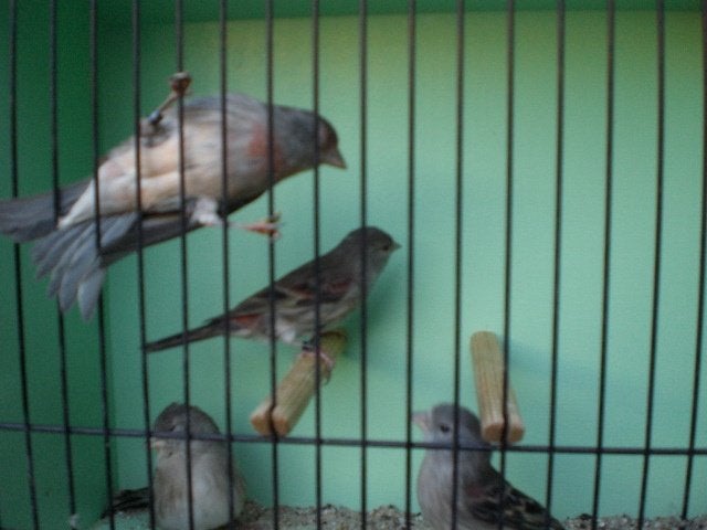f1 sijzen, Vrouwelijk, Wildzangvogel, Geringd