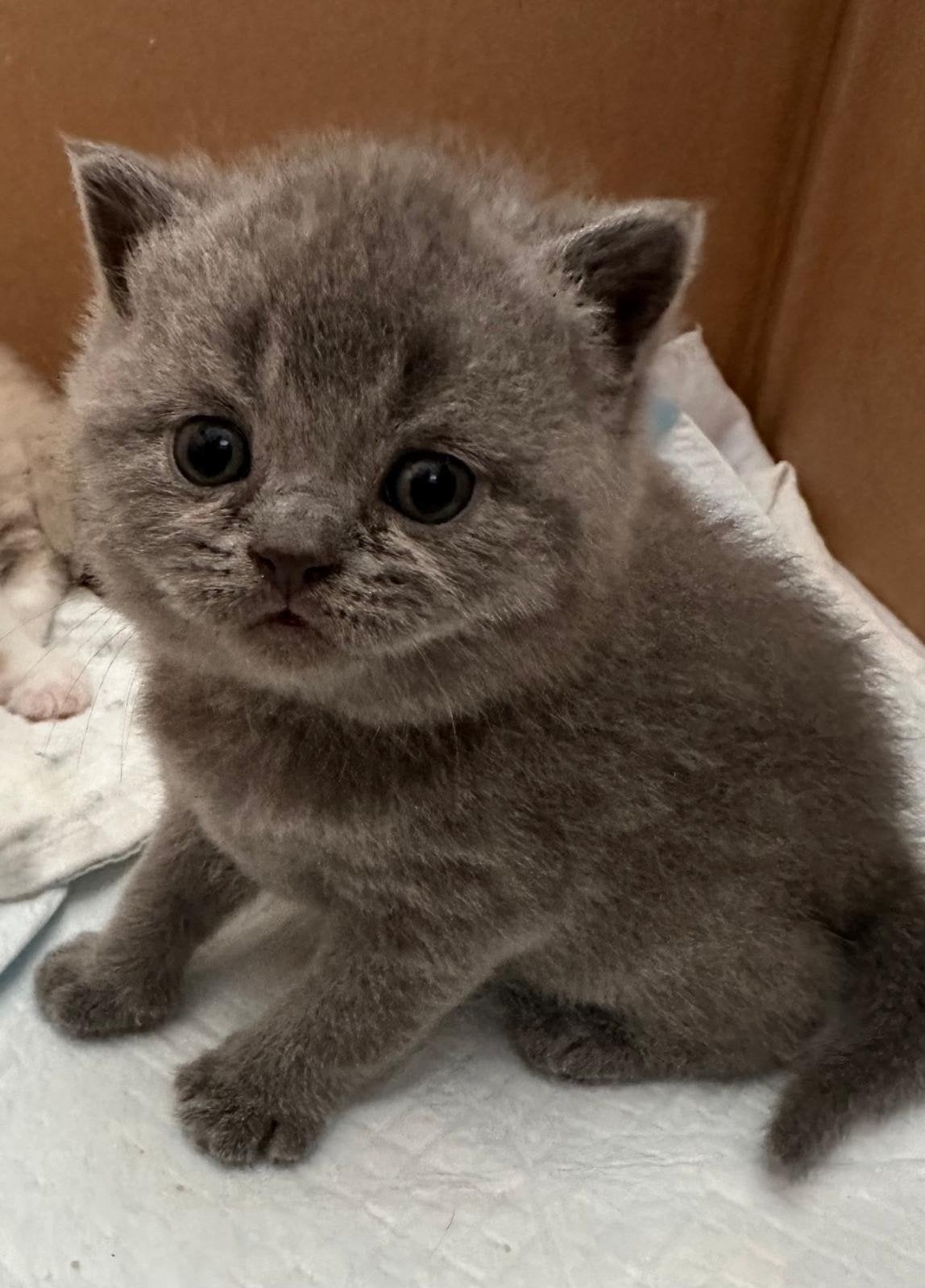 Brits Korthaar, Kater, Met stamboom, 0 tot 2 jaar