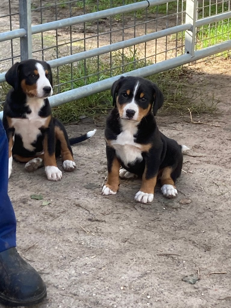 Mooie Appenzeller x Zwitserse Sennen pups, Overige rassen, 8 tot 15 weken, Meerdere, Meerdere dieren