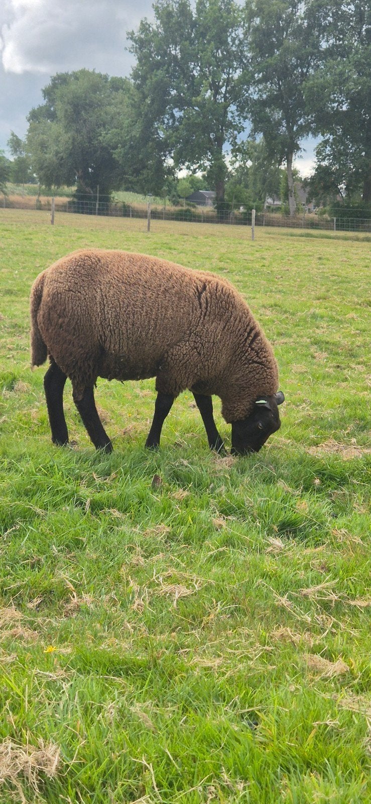 rouge x bonte texelaar ramlam, Dieren en Toebehoren, Mannelijk, Schaap