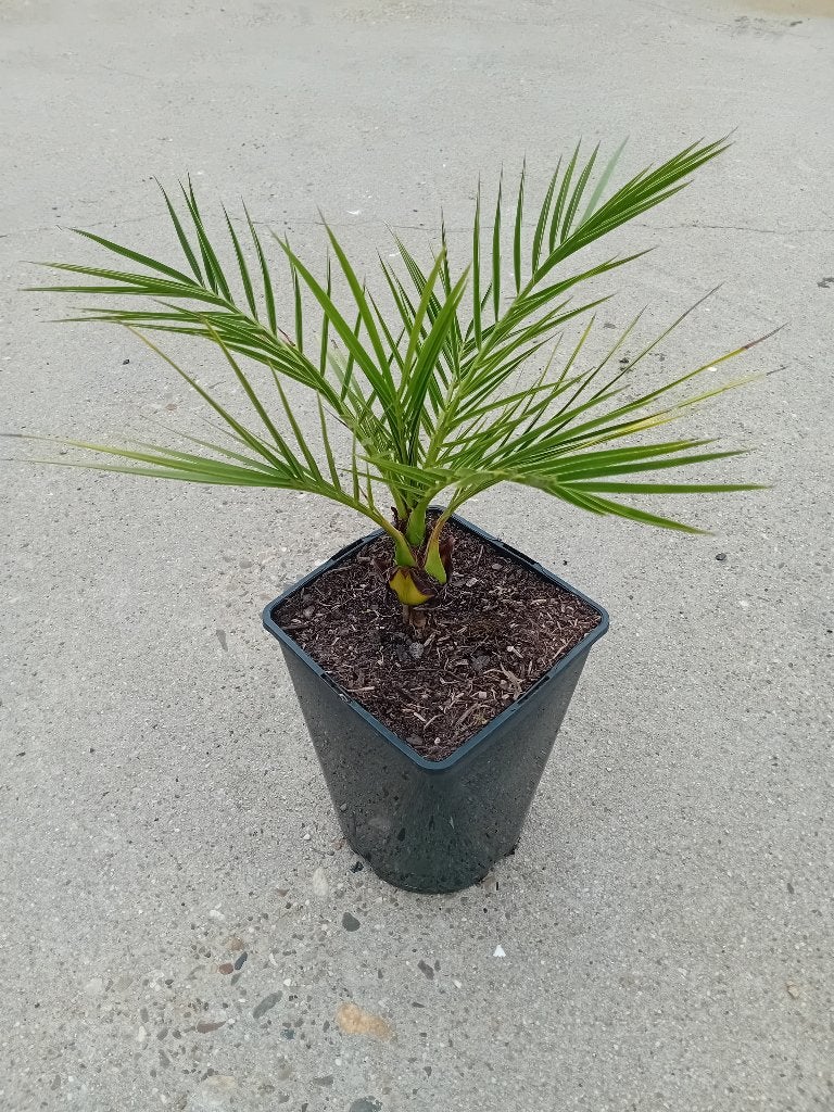 Phoenix Canariensis, Volle zon, Ophalen of Verzenden, Zomer, Palmboom