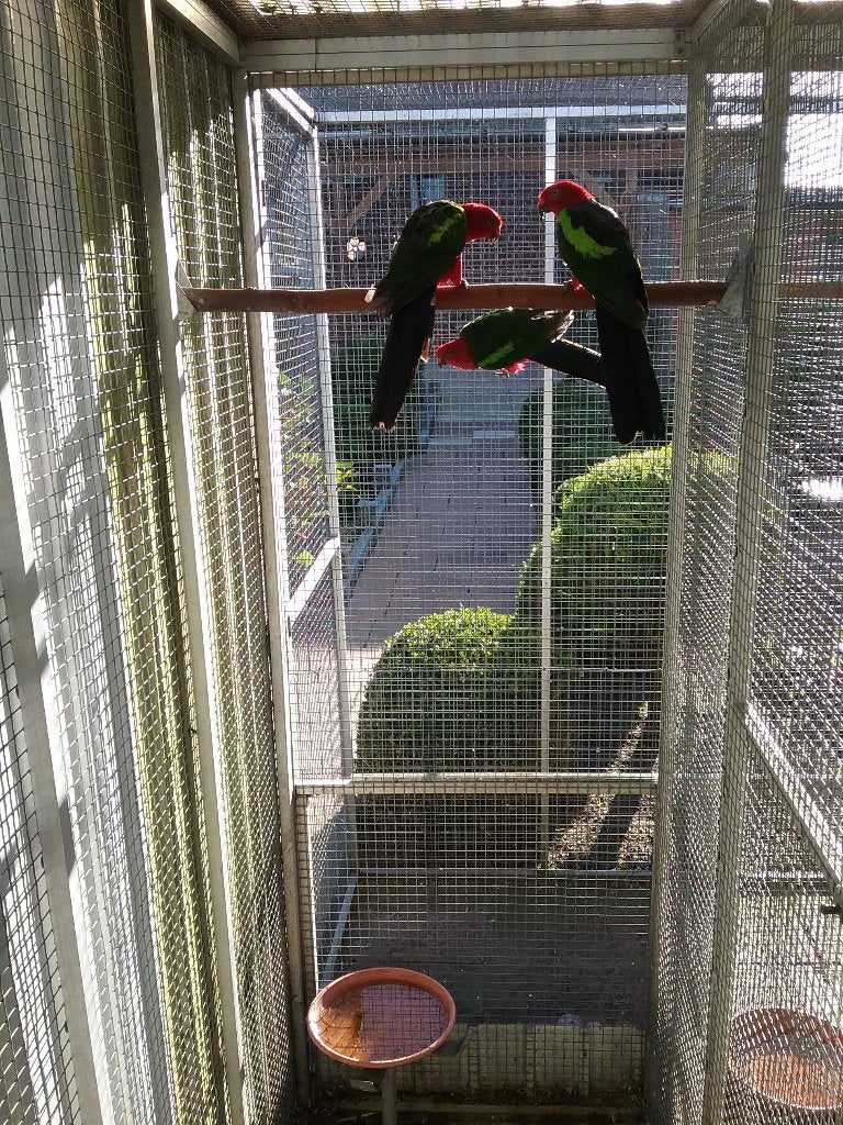 Grünflügel parkieten, Dieren en Toebehoren, Vogels | Parkieten en Papegaaien, Mannelijk, Parkiet, Geringd
