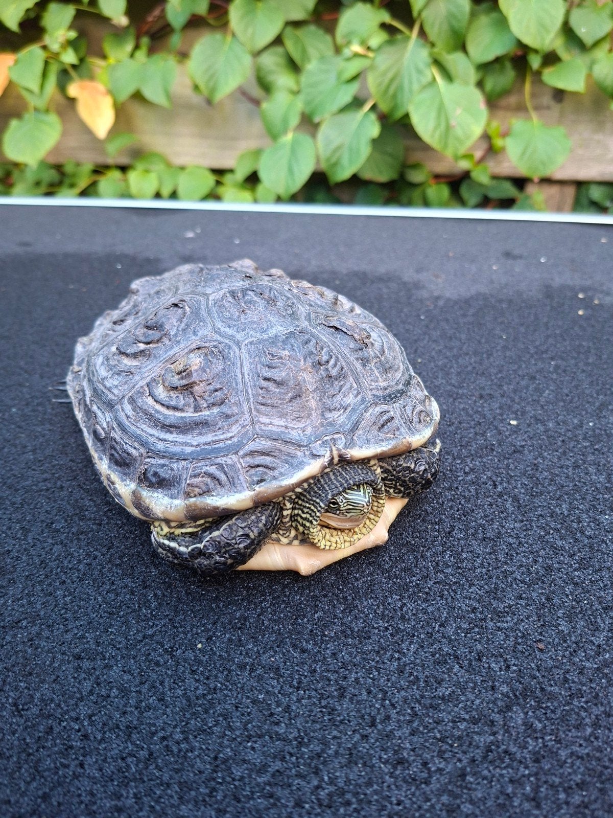 chinese streepnek schildpad, Dieren en Toebehoren, Schildpad