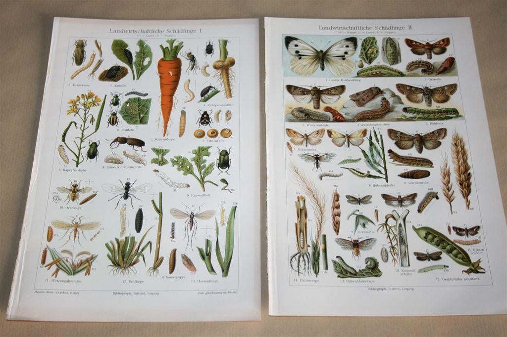 2 antieke kleurenlitho's - Schadelijke insekten landbouw -, Ophalen of Verzenden, Voor 1940, Zo goed als nieuw, Overige onderwerpen