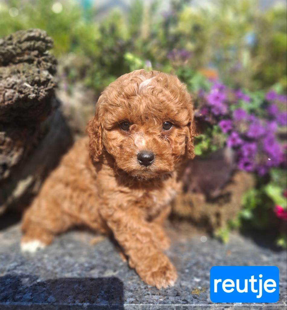 te koop mooie speelse maltipoo pups pup, Nederland, Parvo, Overige rassen, 8 tot 15 weken