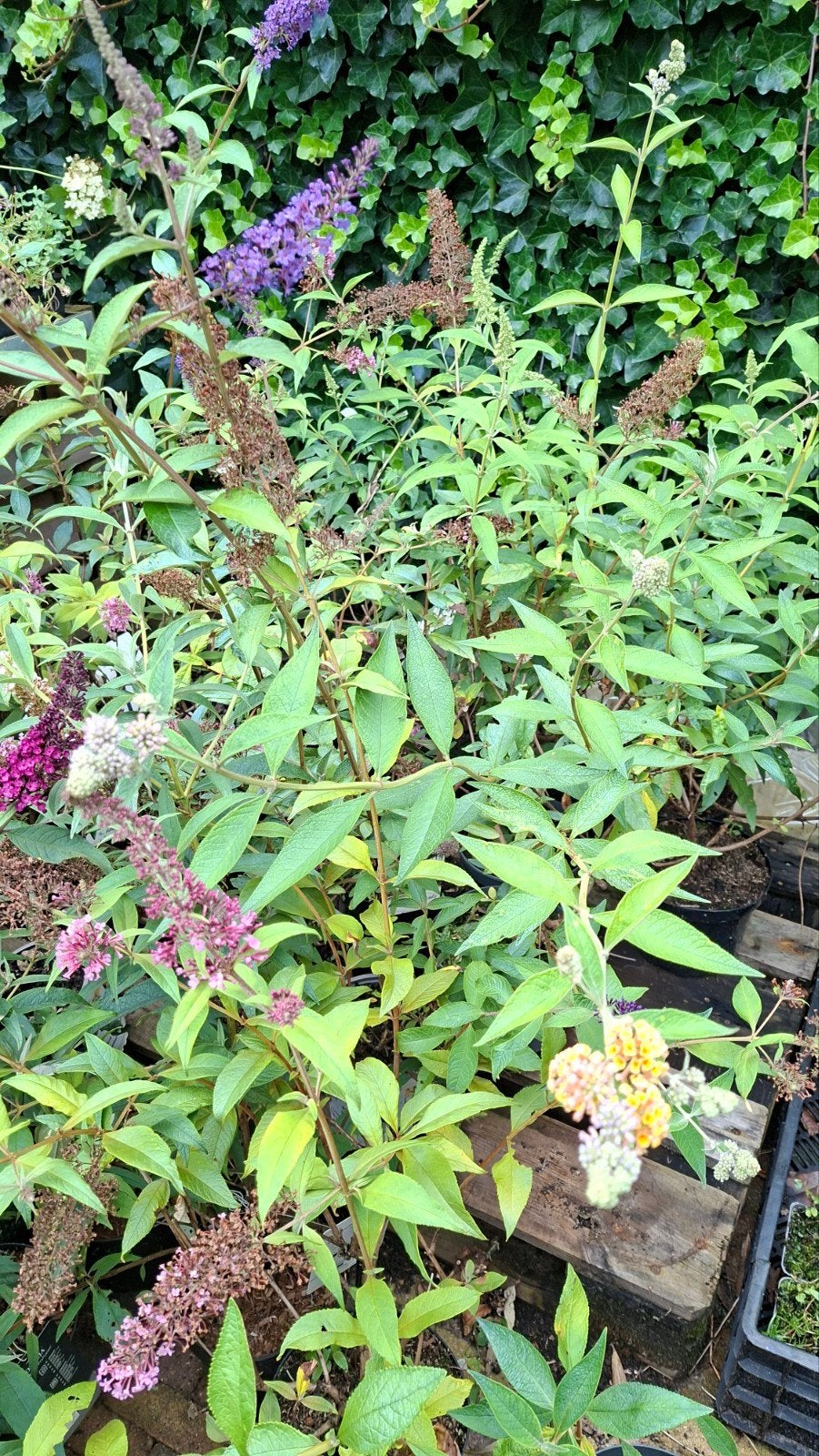Vlinderstruiken - 60 cm in 2 liter pot, Ophalen, Overige soorten, Volle zon