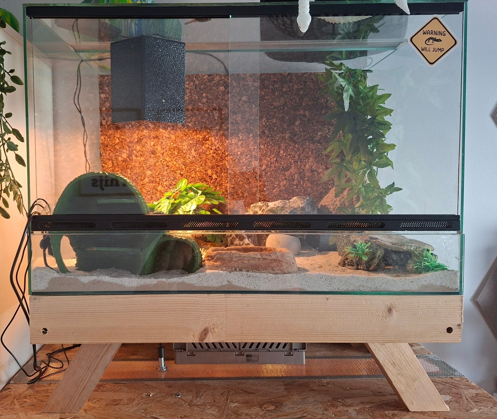 Terarium met toebehoren en 3 gekko's, 0 tot 2 jaar