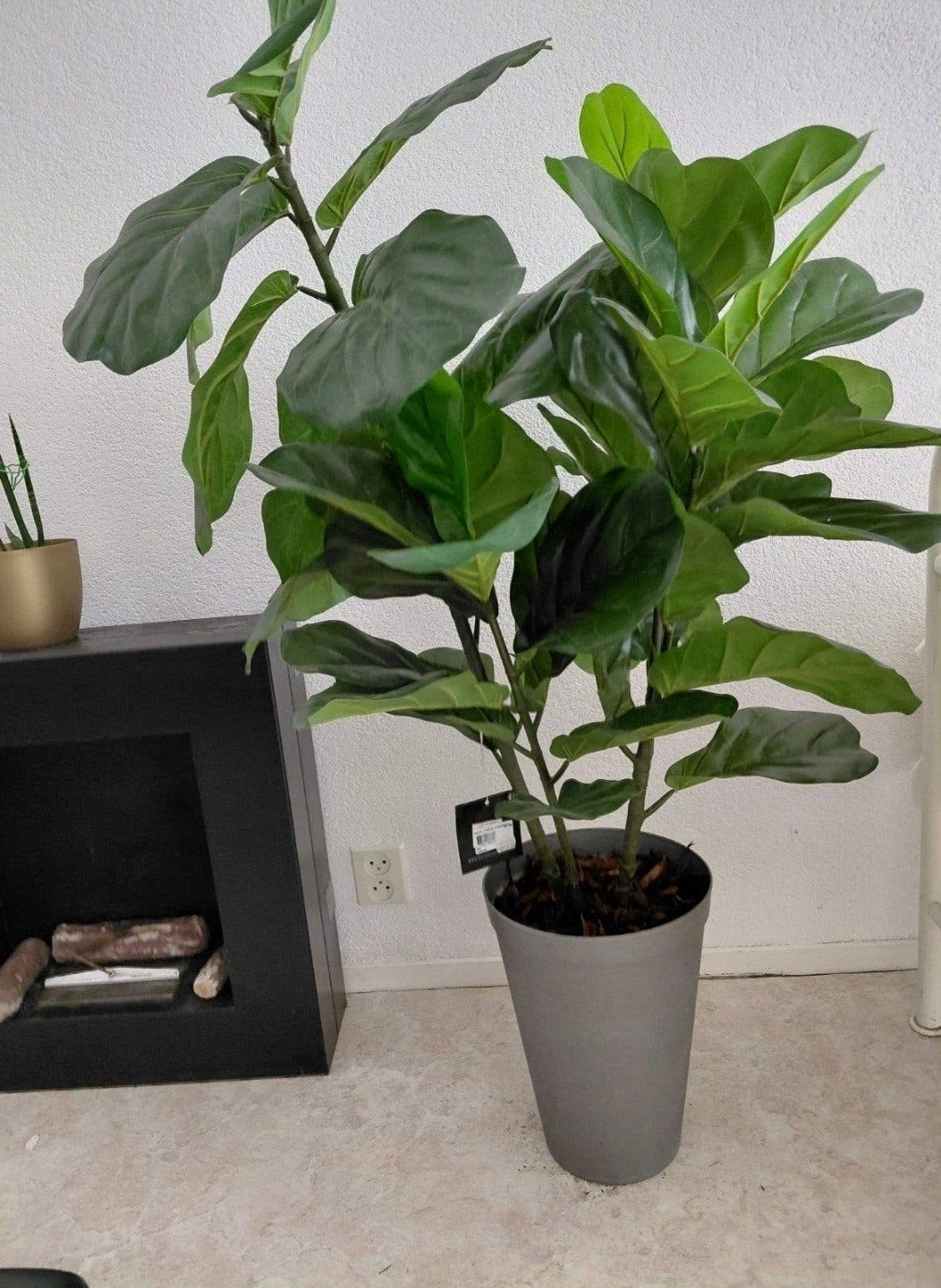 Kunstplant Ficus Lyrata, Ophalen, Binnen, Groen, Kunstplant