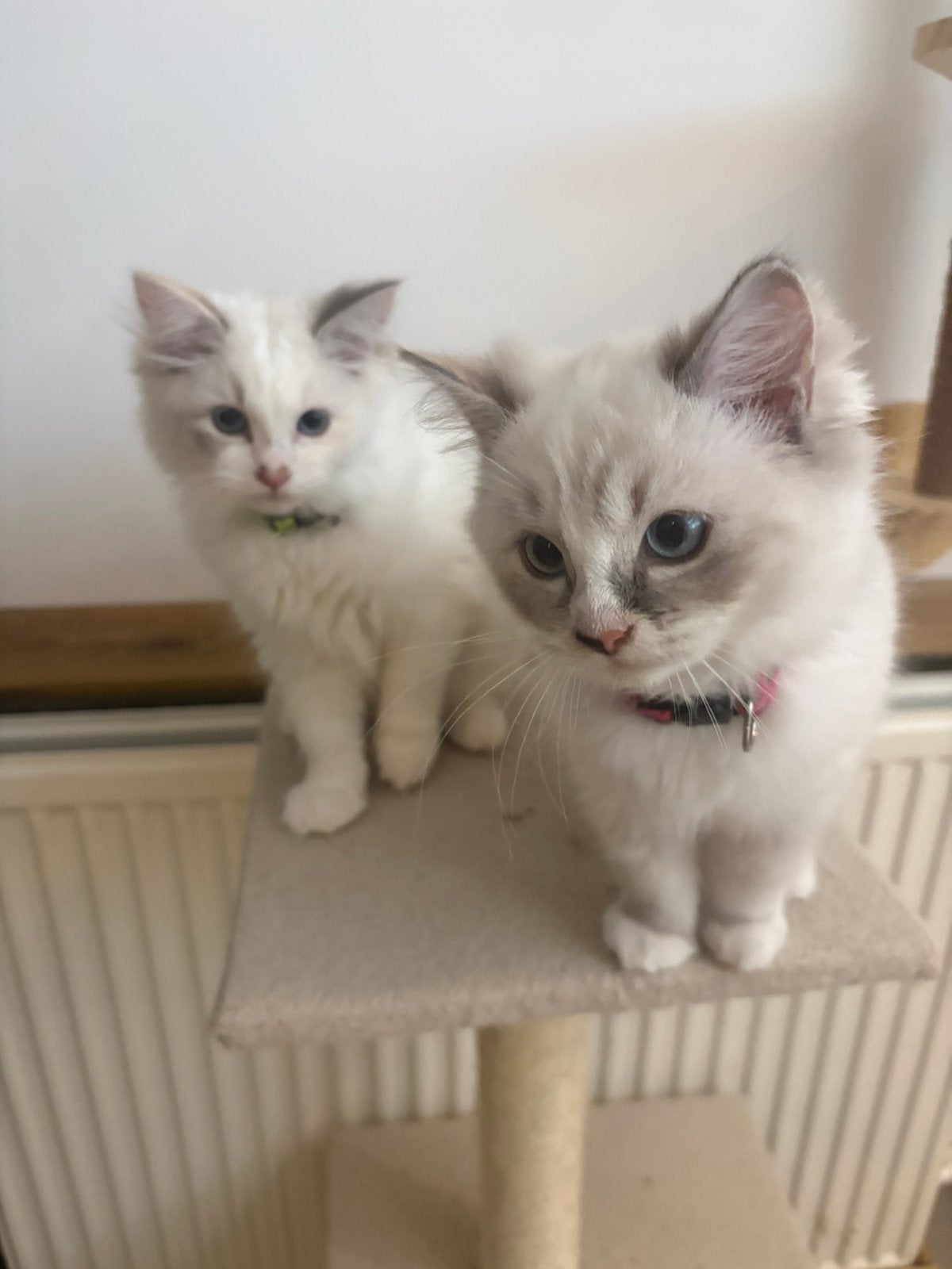 Ragdoll kittens, Meerdere dieren, Ontwormd, 0 tot 2 jaar