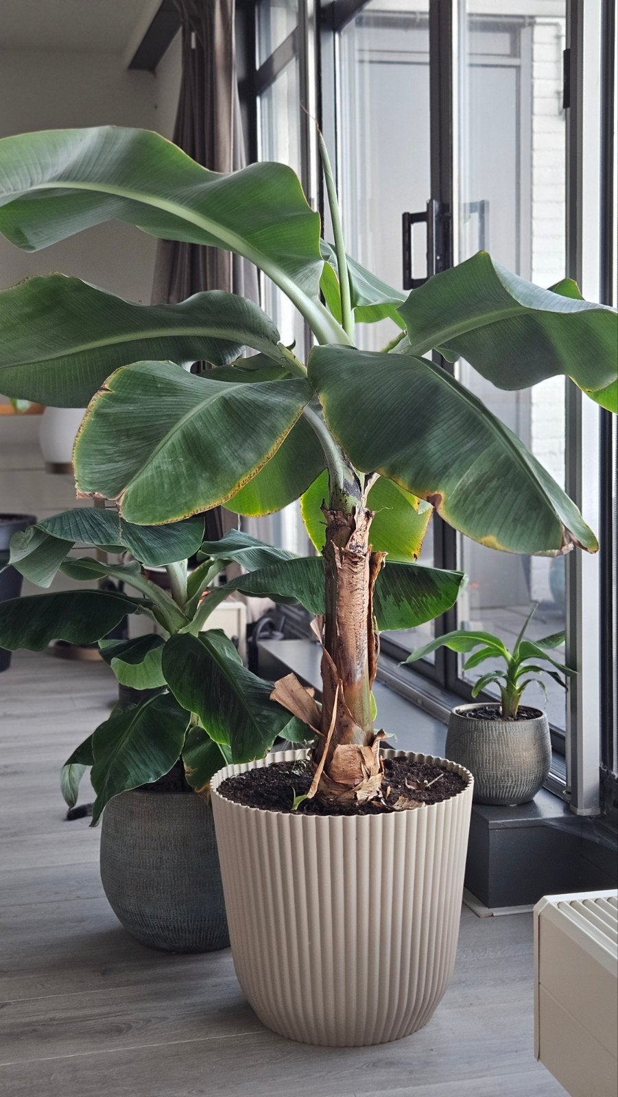 XL Grote bananenplant- Musa Dwarf Cavendish, Ophalen, Overige soorten, 150 tot 200 cm, Volle zon