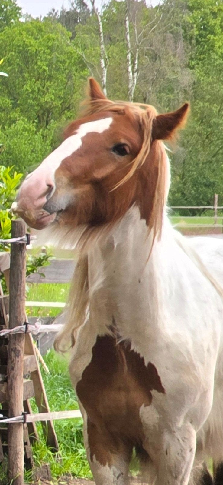 knappe 2 jarige tinker / irish cob hengst te koop, Merrie, Minder dan 160 cm, Dressuurpaard, Gechipt