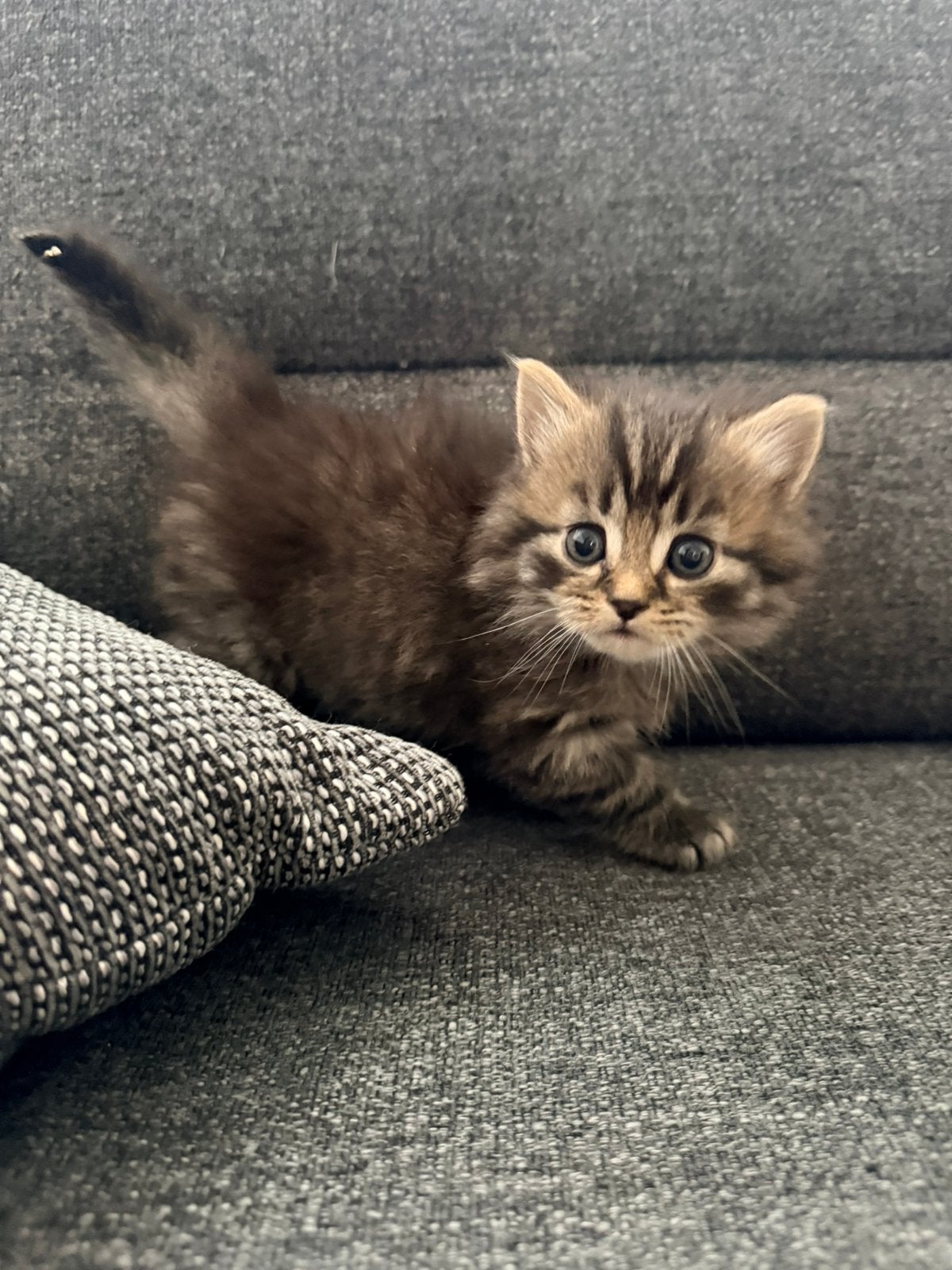 Lieve en mooie kittens zoeken een warm thuis ️, Geslacht onbekend, Ontwormd, 0 tot 2 jaar