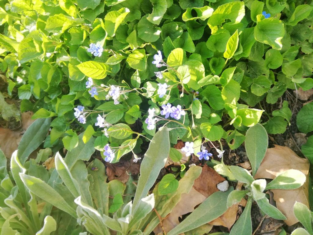Maarts viooltje Vergeet-mij-nietjes e.a. tuinplanten, Ophalen, Overige soorten, Volle zon