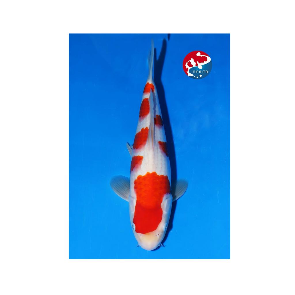 Hoge kwaliteit japanse koi KOHAKU matsue top kweker, Dieren en Toebehoren, Vissen | Vijvervissen, Karper of Koi