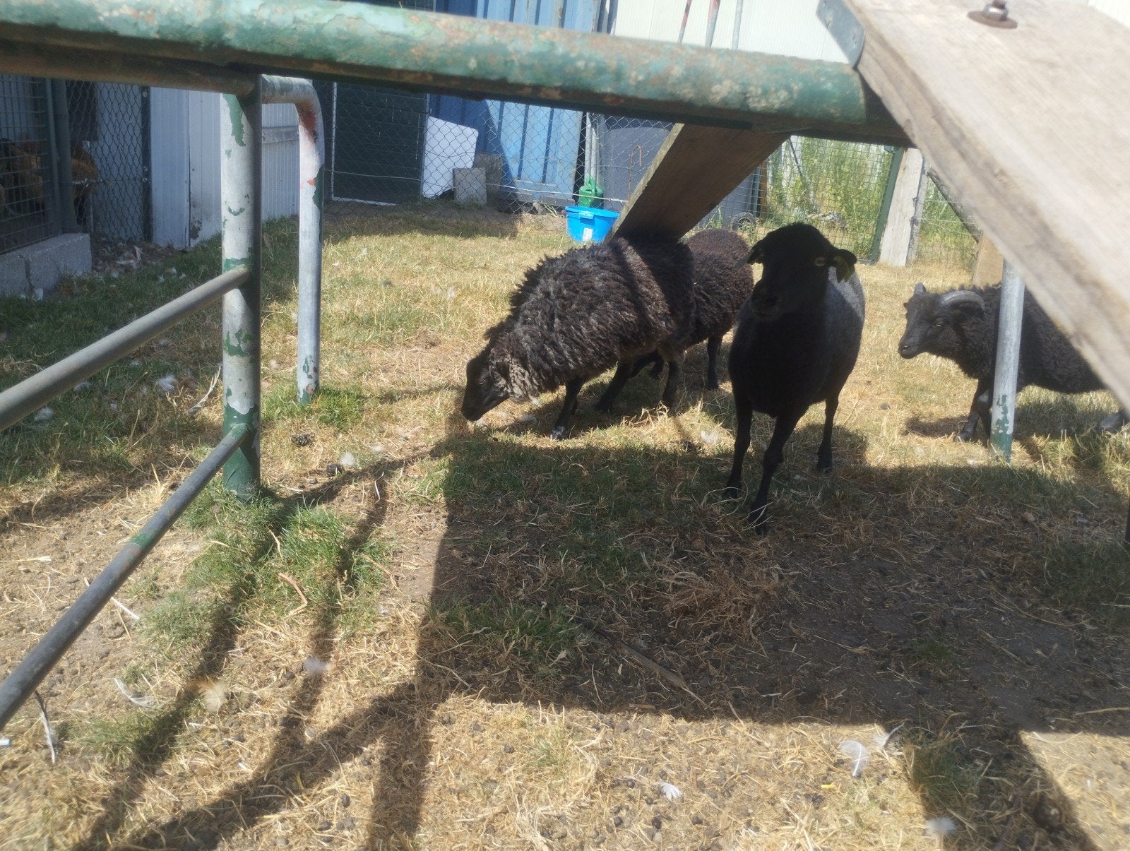 ouessant schapen, Meerdere dieren, Schaap