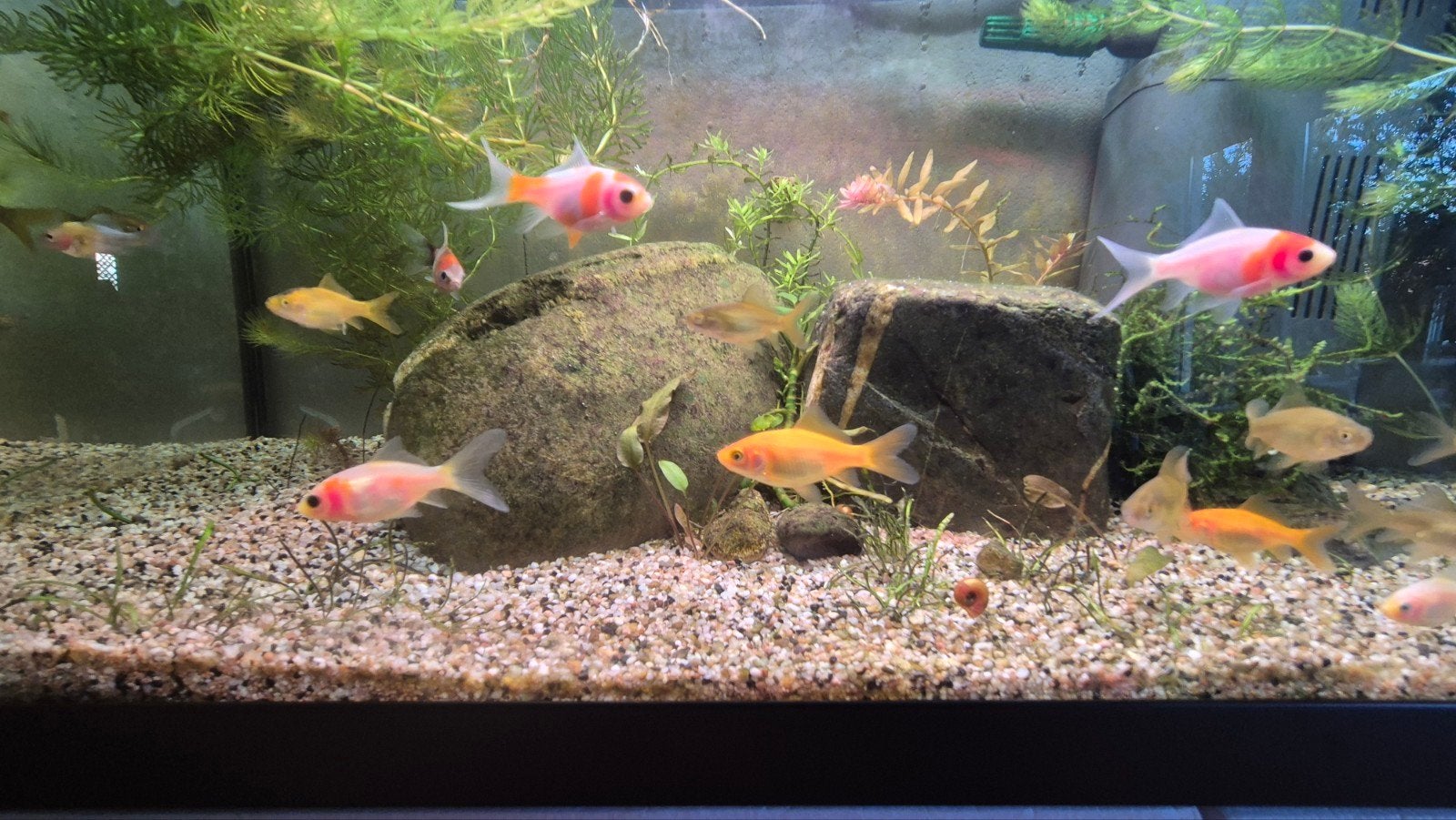 Vijver/Aquarium mix. Goudvis, Sarah, Shabukin te koop, Dieren en Toebehoren, Vis, Zoetwatervis