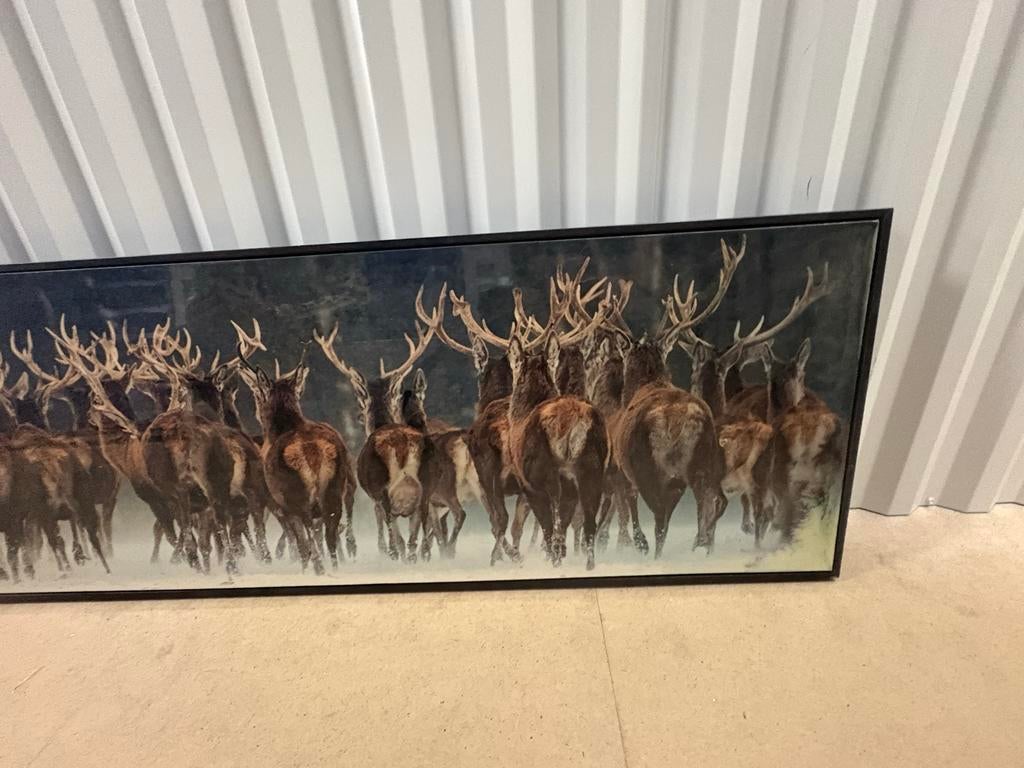 Schilderij op canvas: Herten in het bos, Ophalen