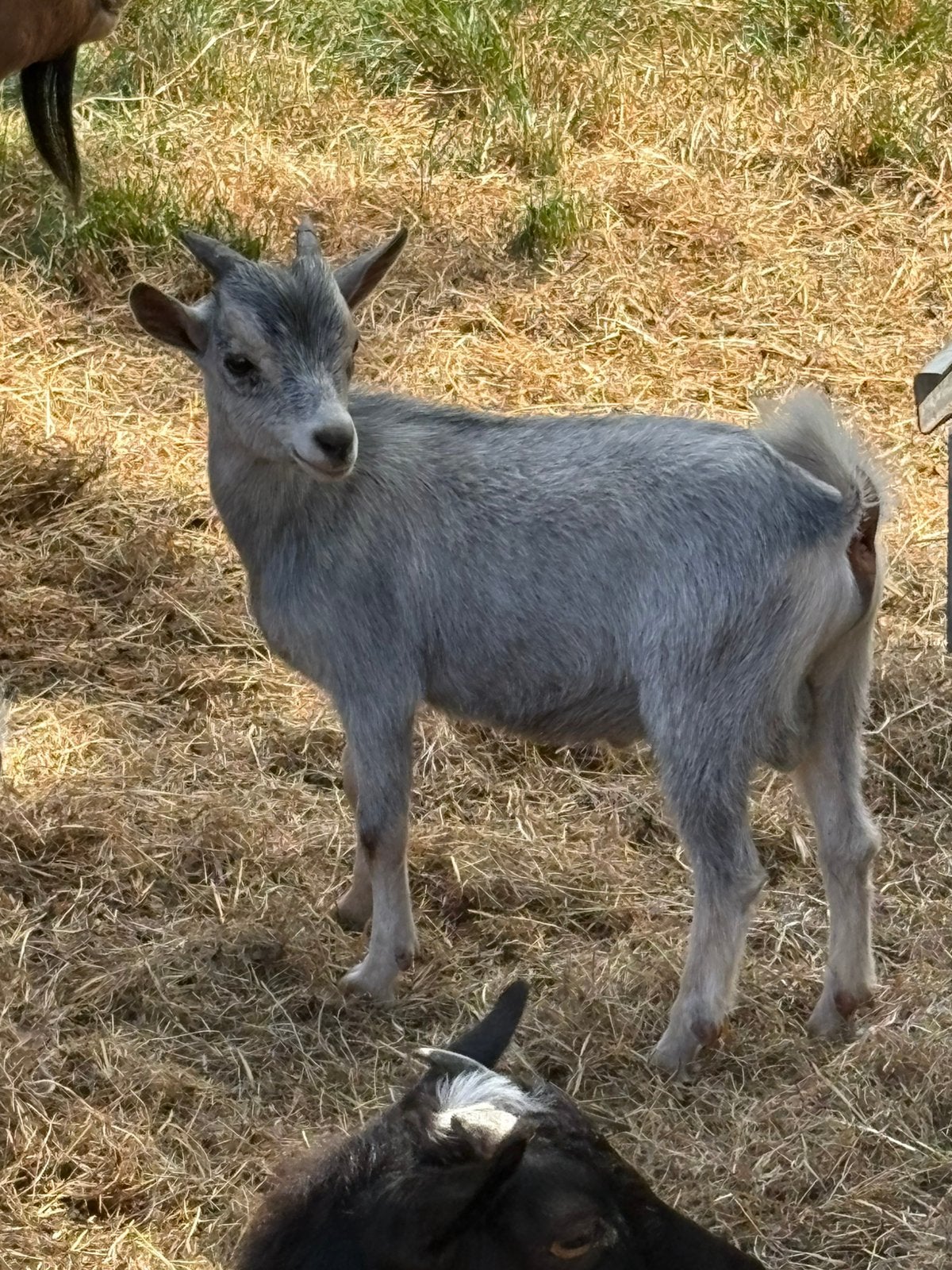 Tk schimmel en tan dwergbokje, Dieren en Toebehoren, Schapen, Geiten en Varkens, Mannelijk, Geit